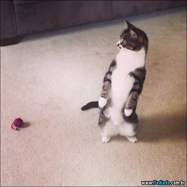 gatos-engracados-que-gostam-de-sentar-01