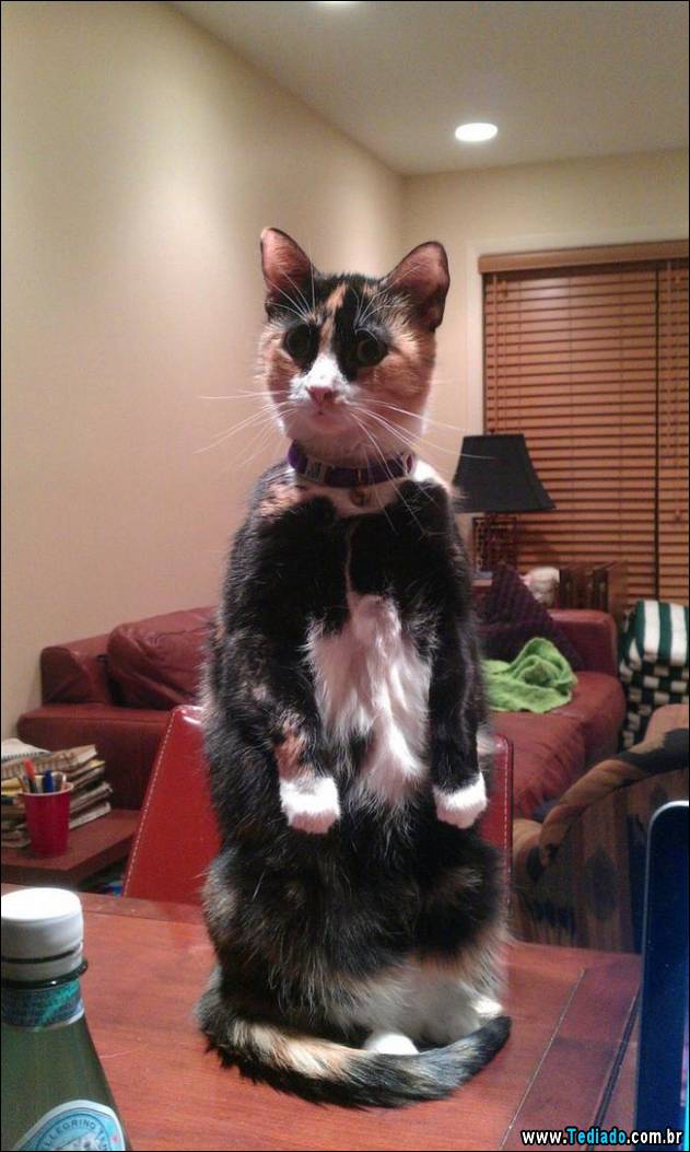 gatos-engracados-que-gostam-de-sentar-04