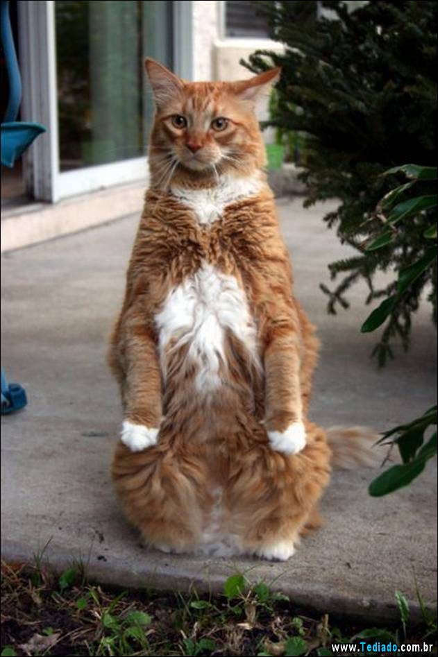 gatos-engracados-que-gostam-de-sentar-05
