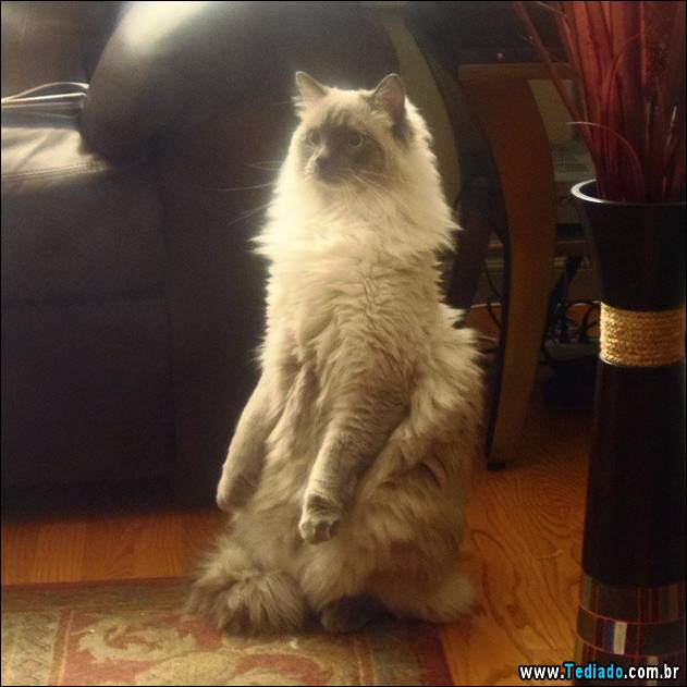 gatos-engracados-que-gostam-de-sentar-07