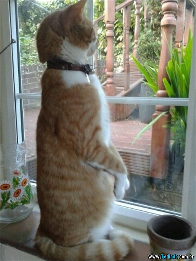 gatos-engracados-que-gostam-de-sentar-08