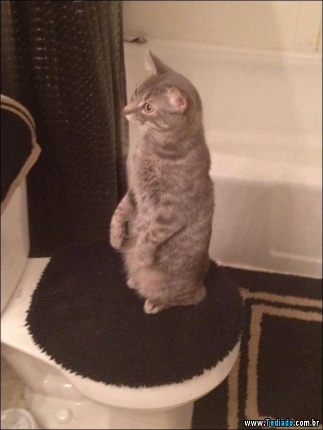 gatos-engracados-que-gostam-de-sentar-10