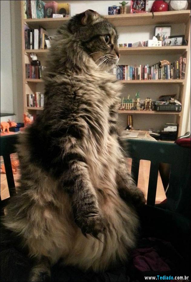 gatos-engracados-que-gostam-de-sentar-11