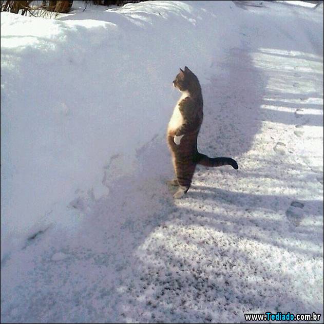 gatos-engracados-que-gostam-de-sentar-12