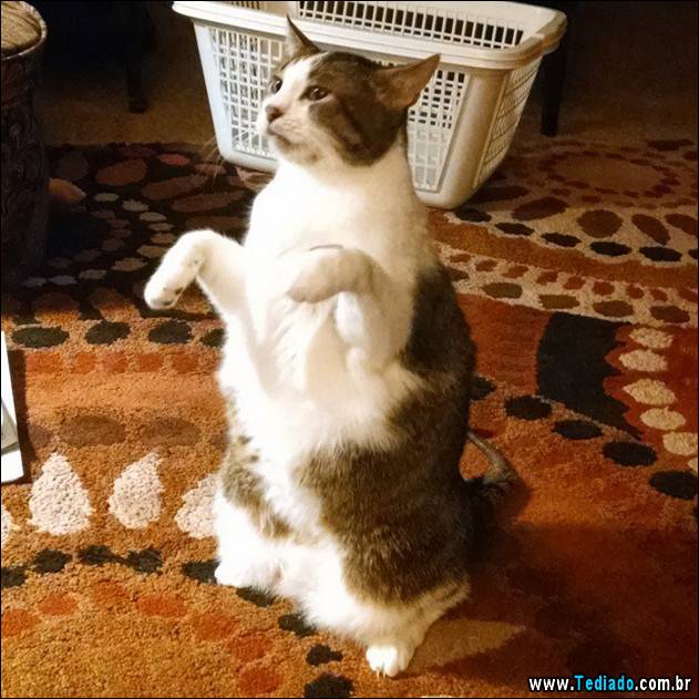 gatos-engracados-que-gostam-de-sentar-13