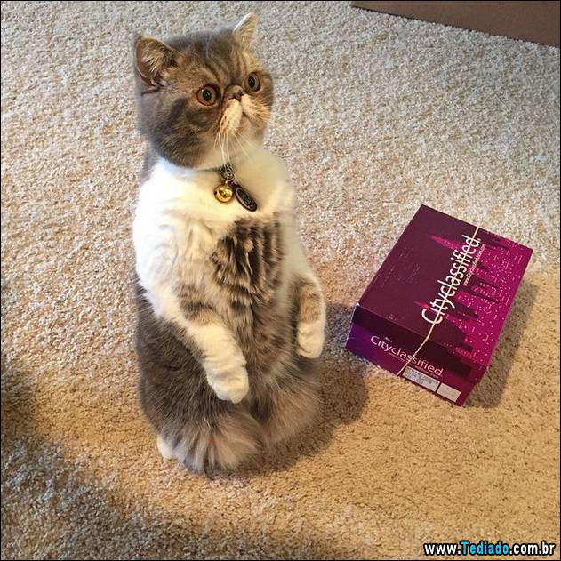 15 Gatos Engraçados Que Gostam De Sentar Blog Tediado