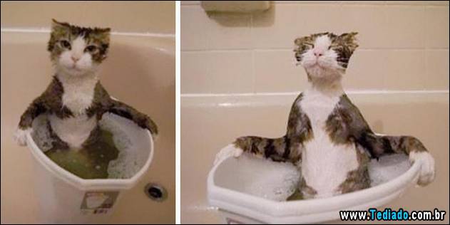 gatos-que-nao-tem-medo-de-agua-02