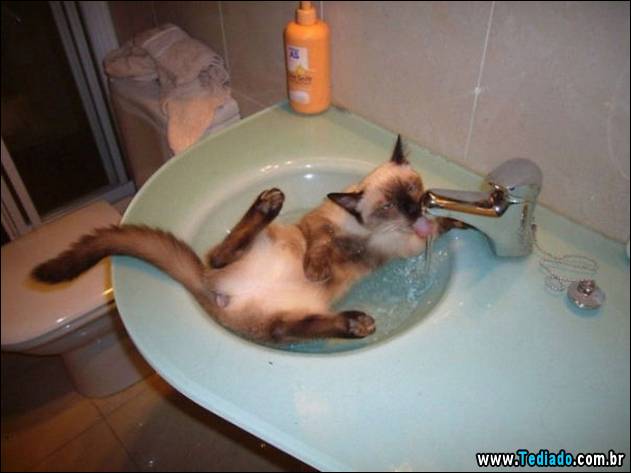 gatos-que-nao-tem-medo-de-agua-03