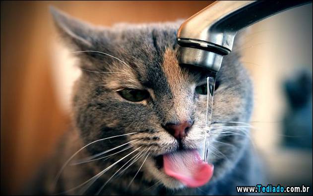 gatos-que-nao-tem-medo-de-agua-04