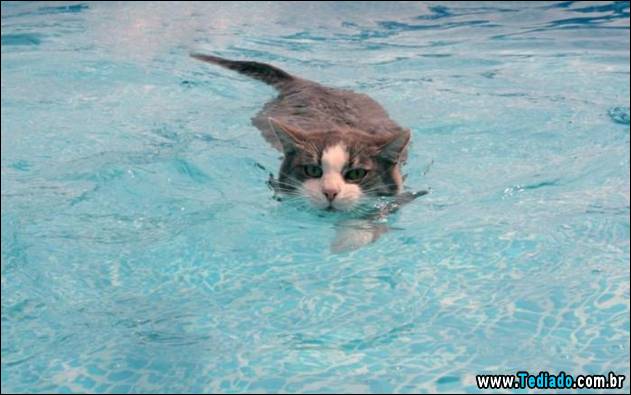 gatos-que-nao-tem-medo-de-agua-07