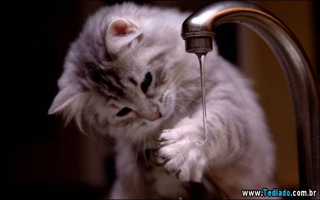 gatos-que-nao-tem-medo-de-agua-08
