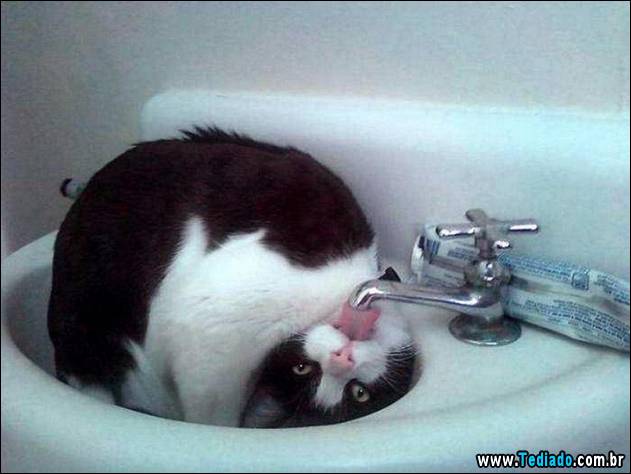 gatos-que-nao-tem-medo-de-agua-09