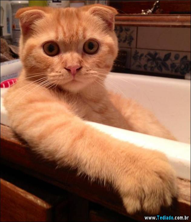 gatos-que-nao-tem-medo-de-agua-10
