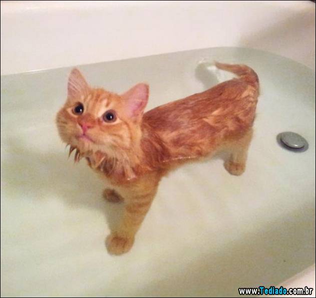 gatos-que-nao-tem-medo-de-agua-12