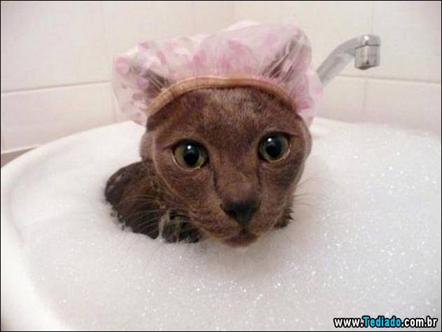 gatos-que-nao-tem-medo-de-agua-13