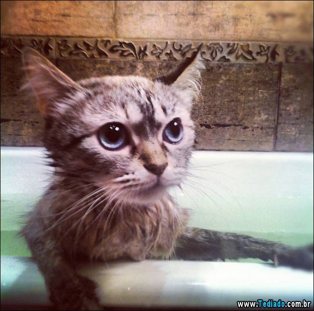 gatos-que-nao-tem-medo-de-agua-15