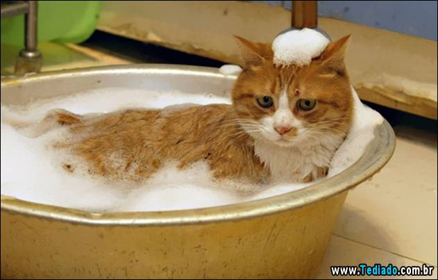 gatos-que-nao-tem-medo-de-agua-16