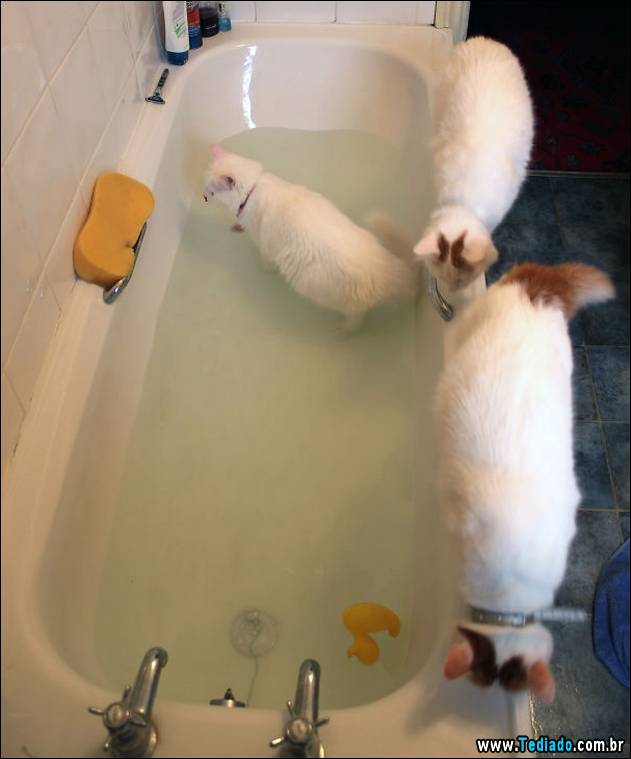 gatos-que-nao-tem-medo-de-agua-17
