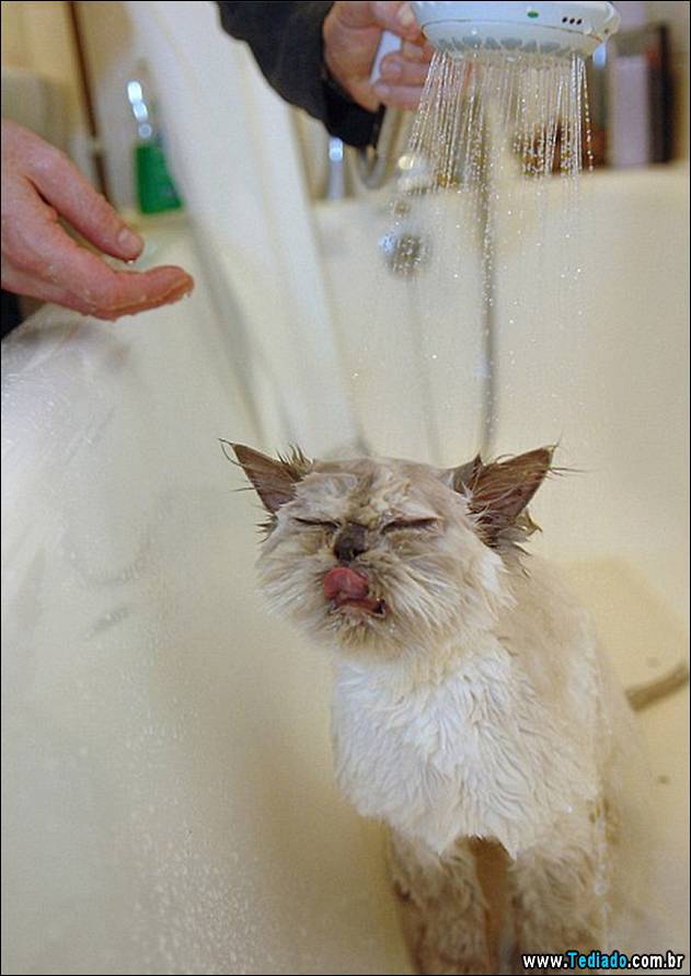 gatos-que-nao-tem-medo-de-agua-18