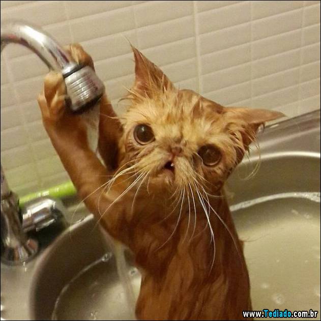 gatos-que-nao-tem-medo-de-agua-20