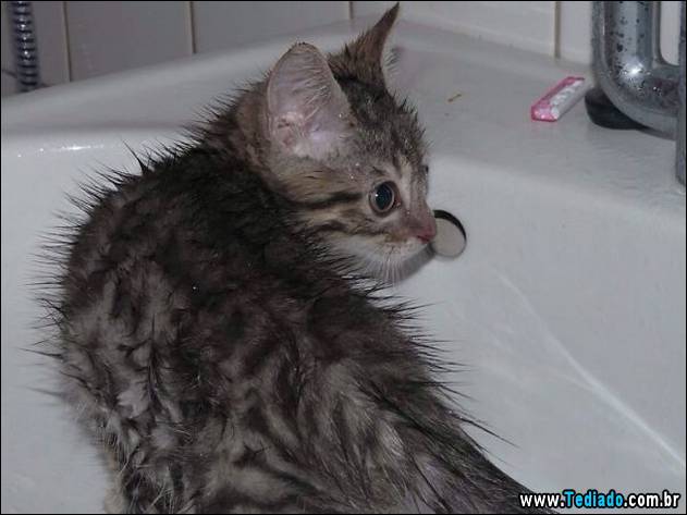 gatos-que-nao-tem-medo-de-agua-21