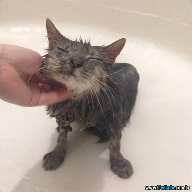 gatos-que-nao-tem-medo-de-agua-22