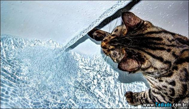 gatos-que-nao-tem-medo-de-agua-23