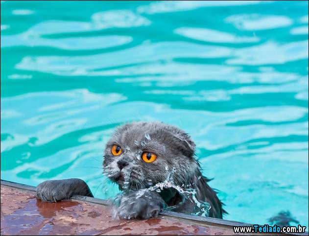 gatos-que-nao-tem-medo-de-agua-25