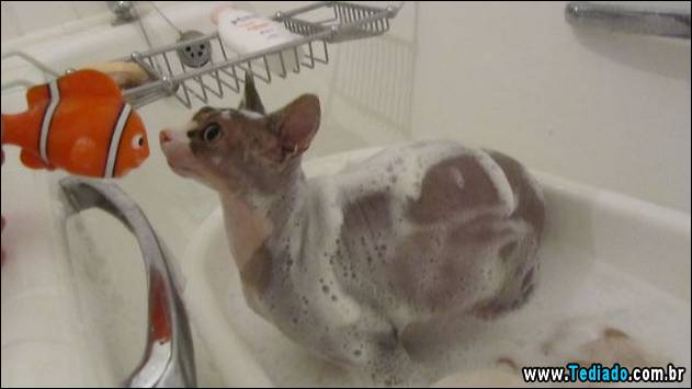 gatos-que-nao-tem-medo-de-agua-27