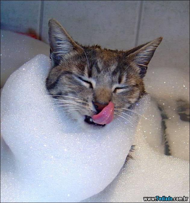 gatos-que-nao-tem-medo-de-agua-28