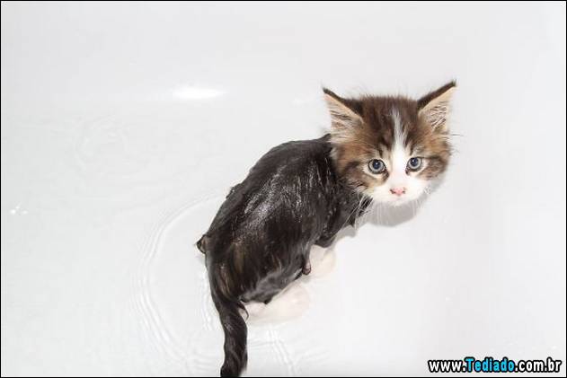 gatos-que-nao-tem-medo-de-agua-30