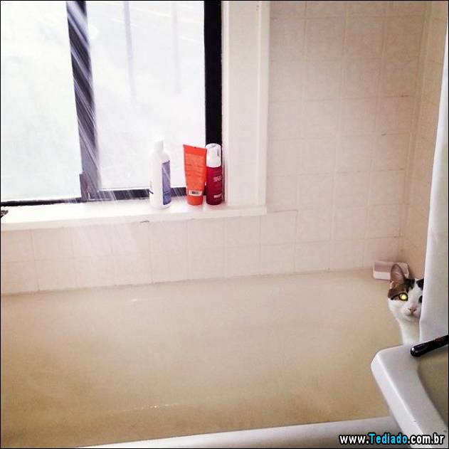 gatos-que-nao-tem-medo-de-agua-31