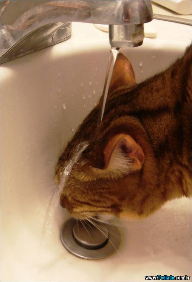 gatos-que-nao-tem-medo-de-agua-32