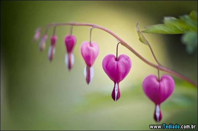 imagens-que-mostra-natureza-04