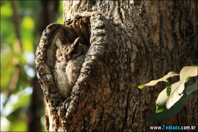 imagens-que-mostra-natureza-05