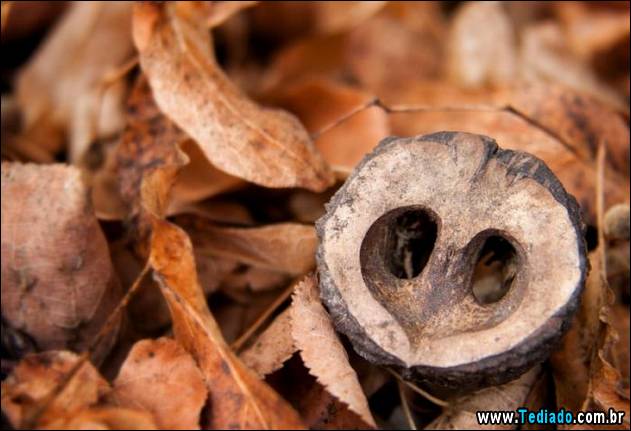 imagens-que-mostra-natureza-08