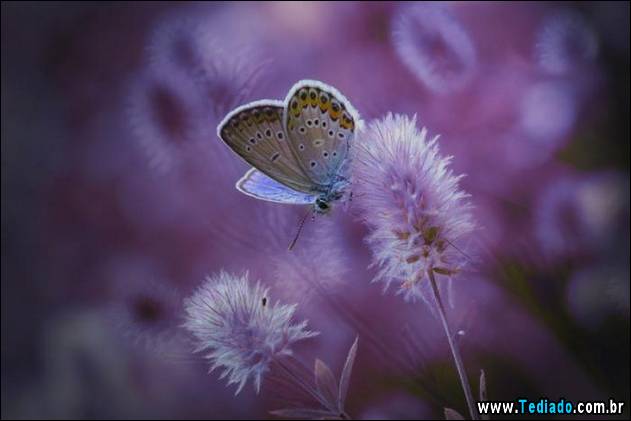 imagens-que-mostra-natureza-13