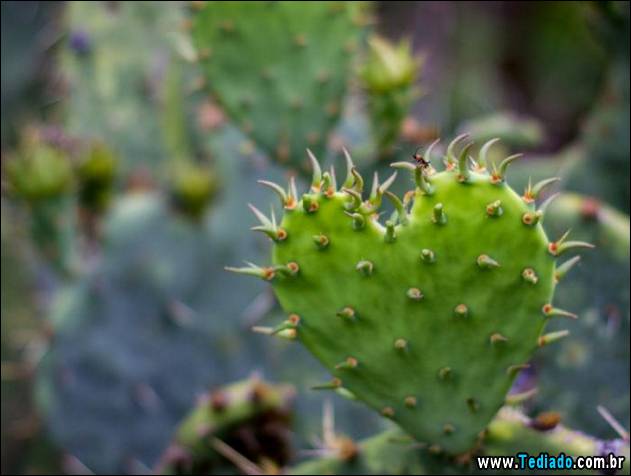 imagens-que-mostra-natureza-16