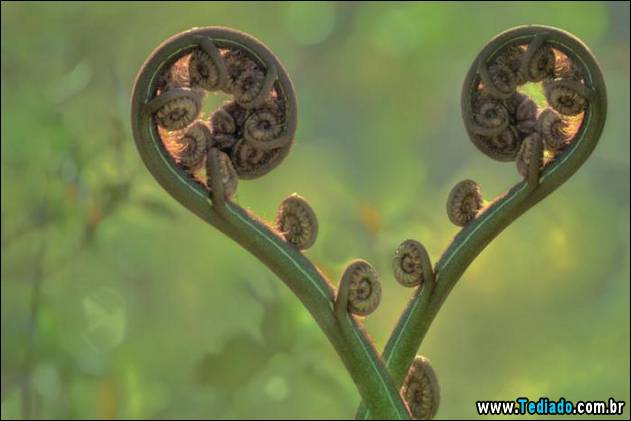 imagens-que-mostra-natureza-19