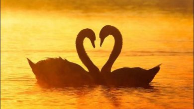 37 imagens que mostra que a natureza nos ama 25