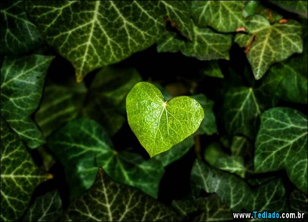 imagens-que-mostra-natureza-30