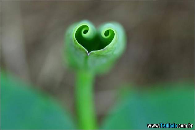 imagens-que-mostra-natureza-32