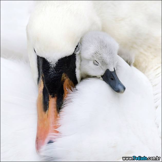 o-amor-de-uma-mae-07