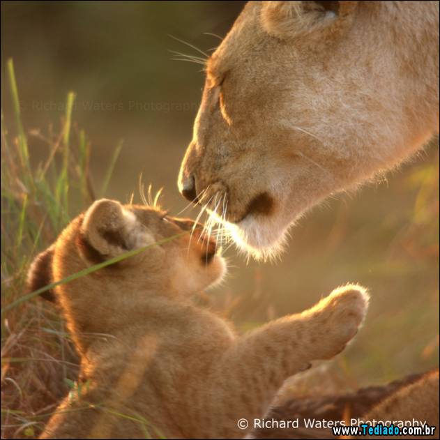 o-amor-de-uma-mae-11