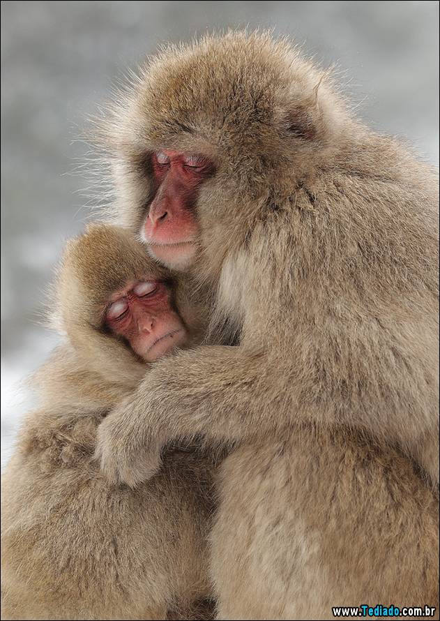 o-amor-de-uma-mae-15