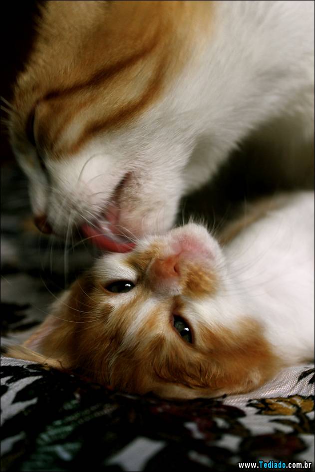 o-amor-de-uma-mae-17