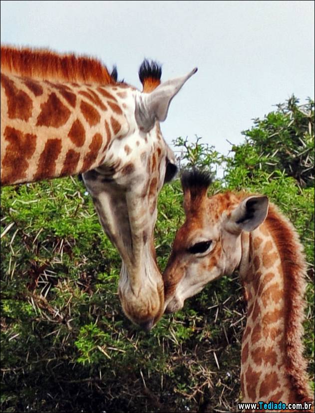 o-amor-de-uma-mae-22