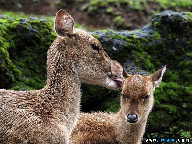 o-amor-de-uma-mae-24