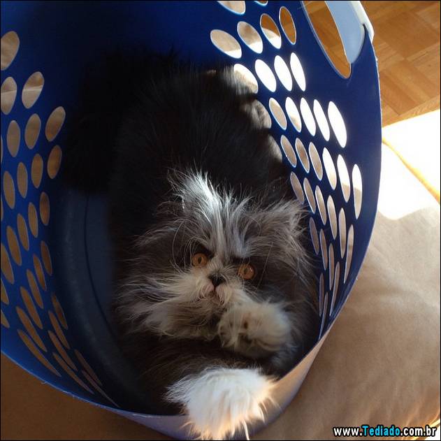 olhos-mais-assustadores-05