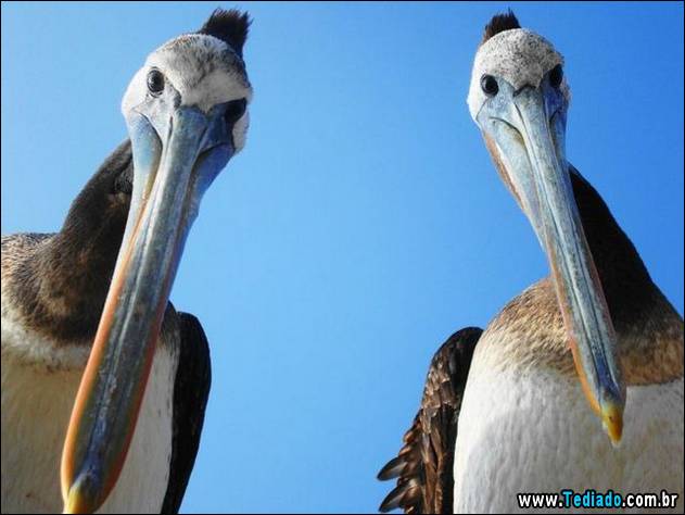 postivos-fotografias-imagens-11